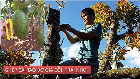 GHÉP CẢI TẠO BƠ GIÀ CỖI BẰNG GIỐNG BƠ NGOẠI NHẬP || Grafting old avocado tree
