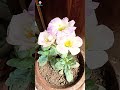 My first Lisianthus blooming this summer #amritashaw #lisianthus #nandaniflowers
