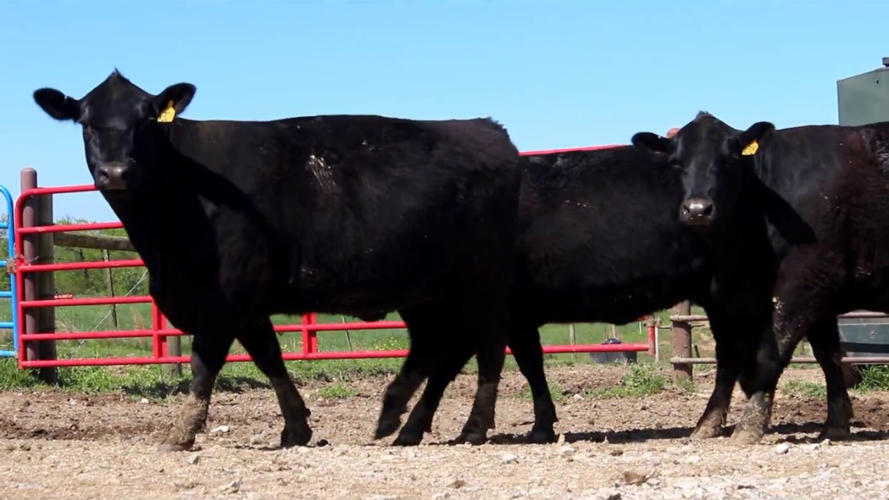 ShowMeSelect Replacement Heifer Sale YouTube