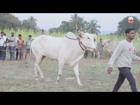 बगाड यात्रेसाठी बैलांची तयारी...