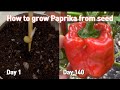 파프리카 키우기:: 씨앗부터 수확까지:: 식물의 한살이:: how to grow paprika from seed to harvest:: the life of paprika