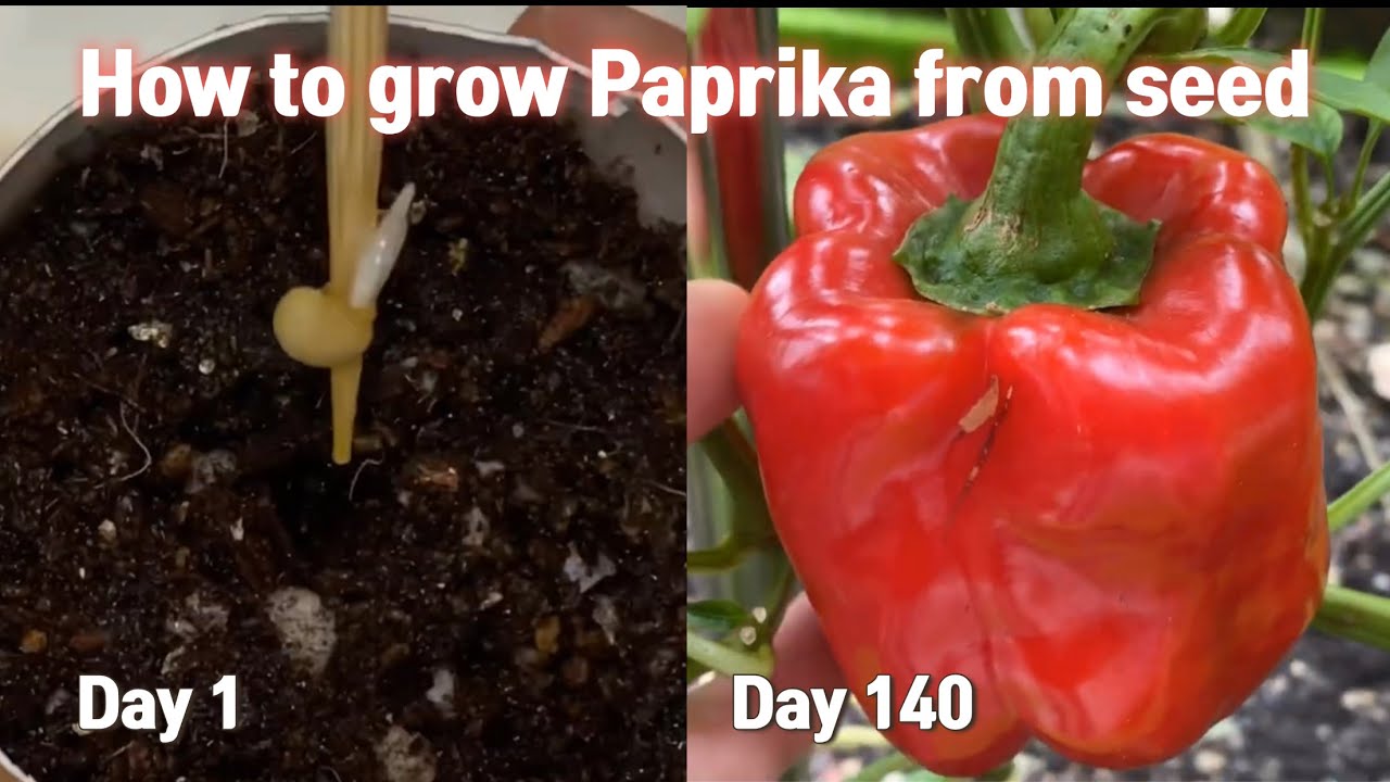 case study 1 fruit production in paprika peppers answer key