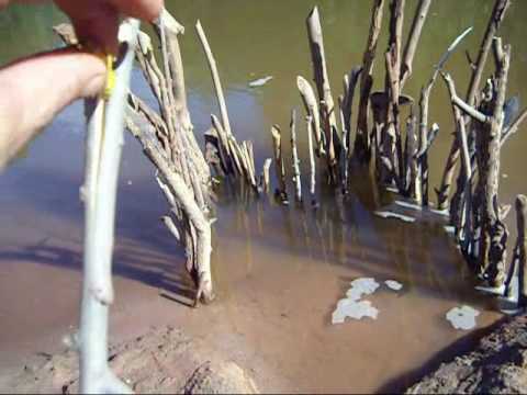 How to make a fish trap. 