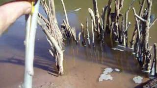 How to make a fish trap