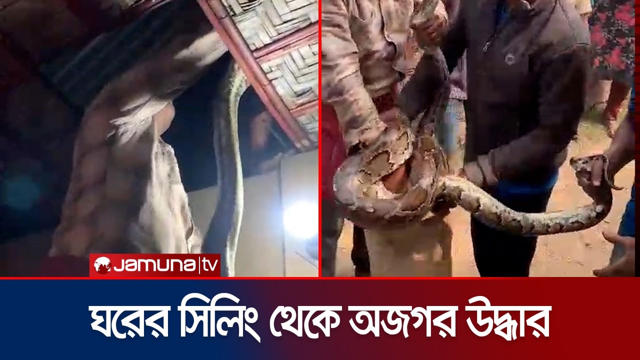 মৌলভীবাজারে ঘরের সিলিংয়ে মস্ত বড় অজগর (উদ্ধারের ভিডিও) | Sylhet | Snake | Rescue | Jamuna TV