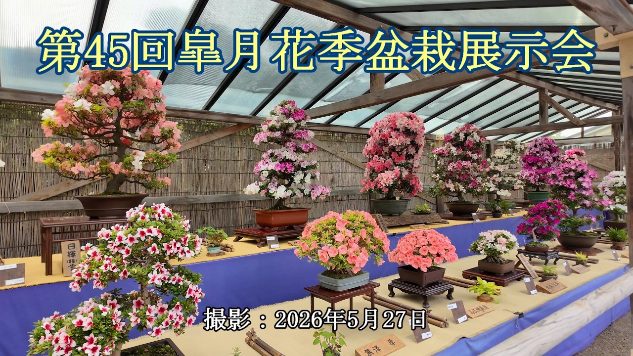 第45回皐月花季盆栽展示会 = 主催：横浜三渓園皐月会 = [4K] The 45th