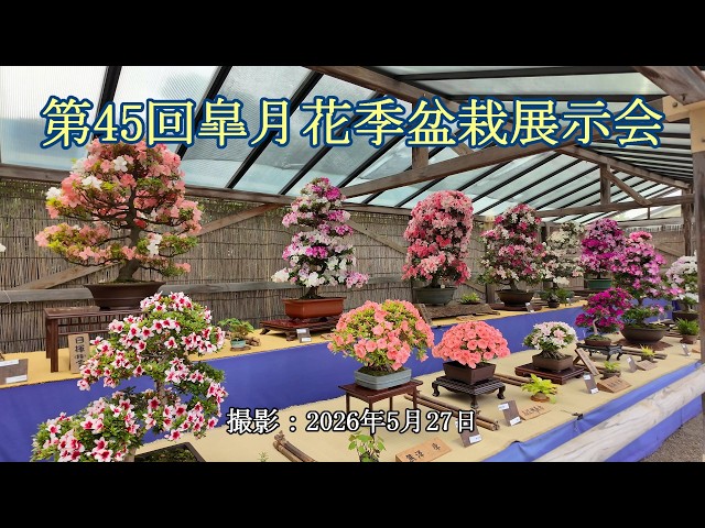第45回皐月花季盆栽展示会 = 主催：横浜三渓園皐月会 = [4K] The 45th