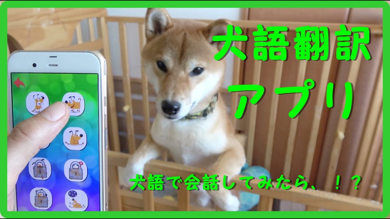 柴犬 犬語翻訳アプリを使って犬と会話してみたら Talk To A Dog Youtube