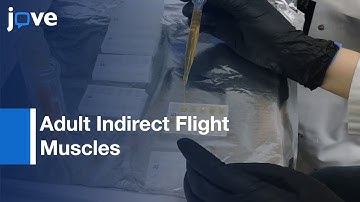 Optical Cross-Sectional Muscle Area Determination: Drosophila Melanogasterl Protocol Preview