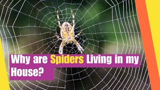 Why Are Spiders Living In My House? | Learn about the life of Spiders | Lesson Boosters Science