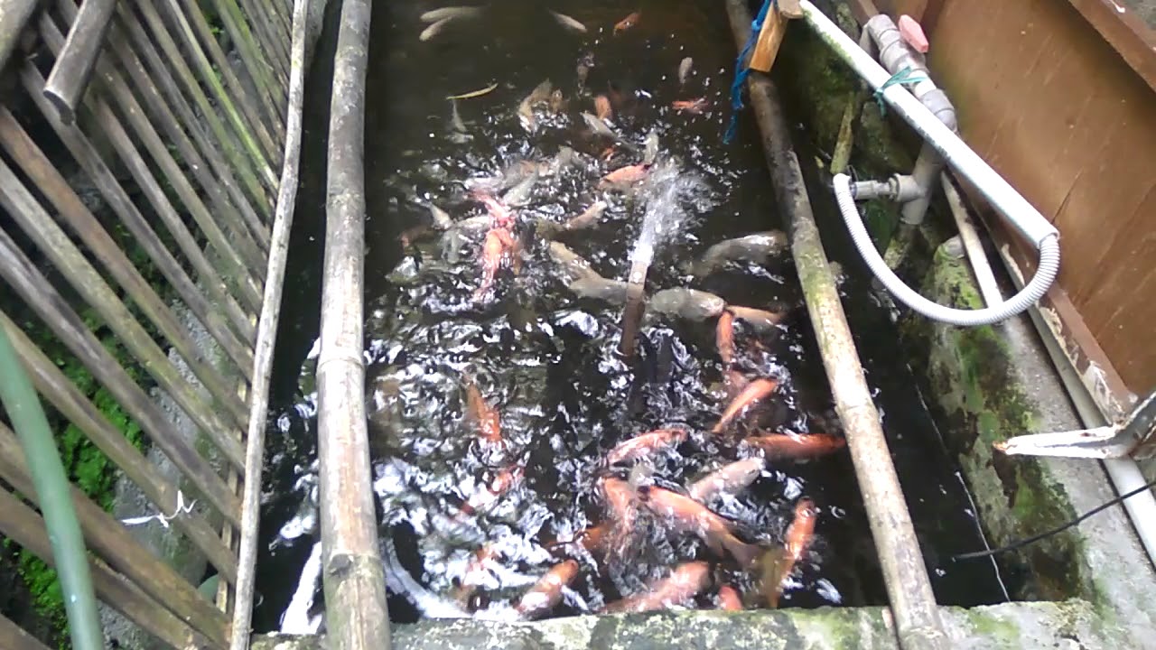 Budidaya Ikan Nila Rumahan Hasilnya Wow Banget YouTube