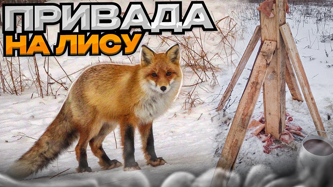 Привада на ЛИСУ.Охота с Лабаза.Хитрая Лиса на приваде. - YouTube