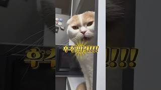 저녁 준비 중인데전자레인지 옆에서계속 간식 달라고 냥냥거리는 김후추 #shorts #스코티쉬폴드 #catshorts #흔한저녁일상 #간식타임