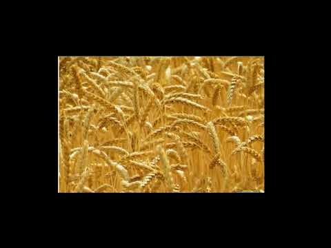 Cuno Yaraanta Aduunka Iyo Raashinka Qamandiga Wadamada Beera