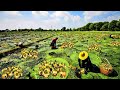 Water lily nuts harvesting and processing  how to grow fox nuts makhana  water lily farm