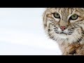 Bobcat Behavior and Adaptations