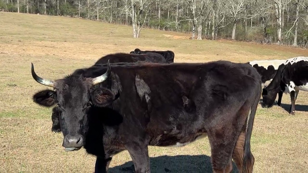 Cattle and  Cattle Handling Facility December 30, 2025