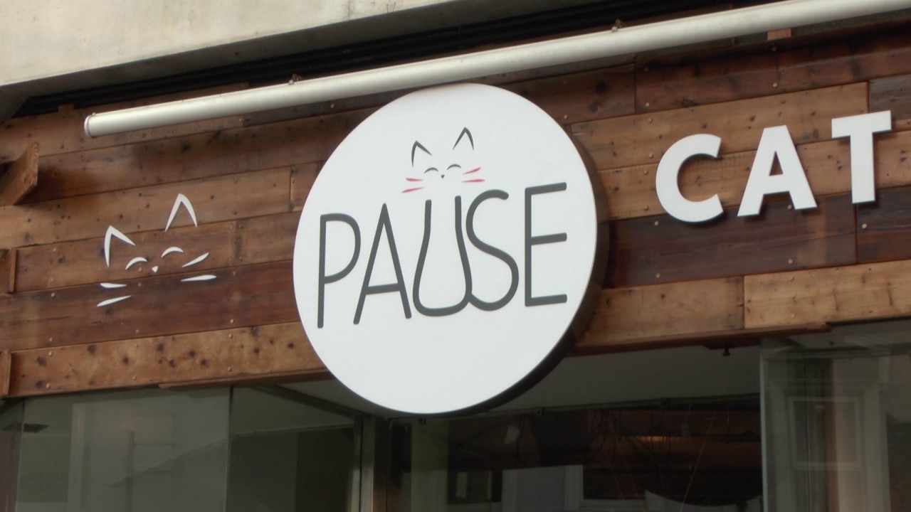  Bournemouth  to Gain the First Cat  Cafe  in the South 