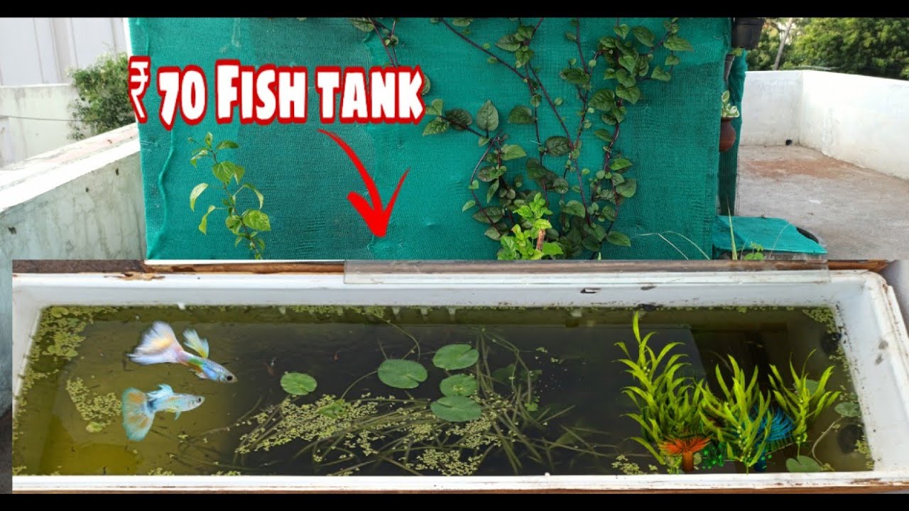 Guppy Breeding In Fridge Tank | ₹ 70 Fish tank