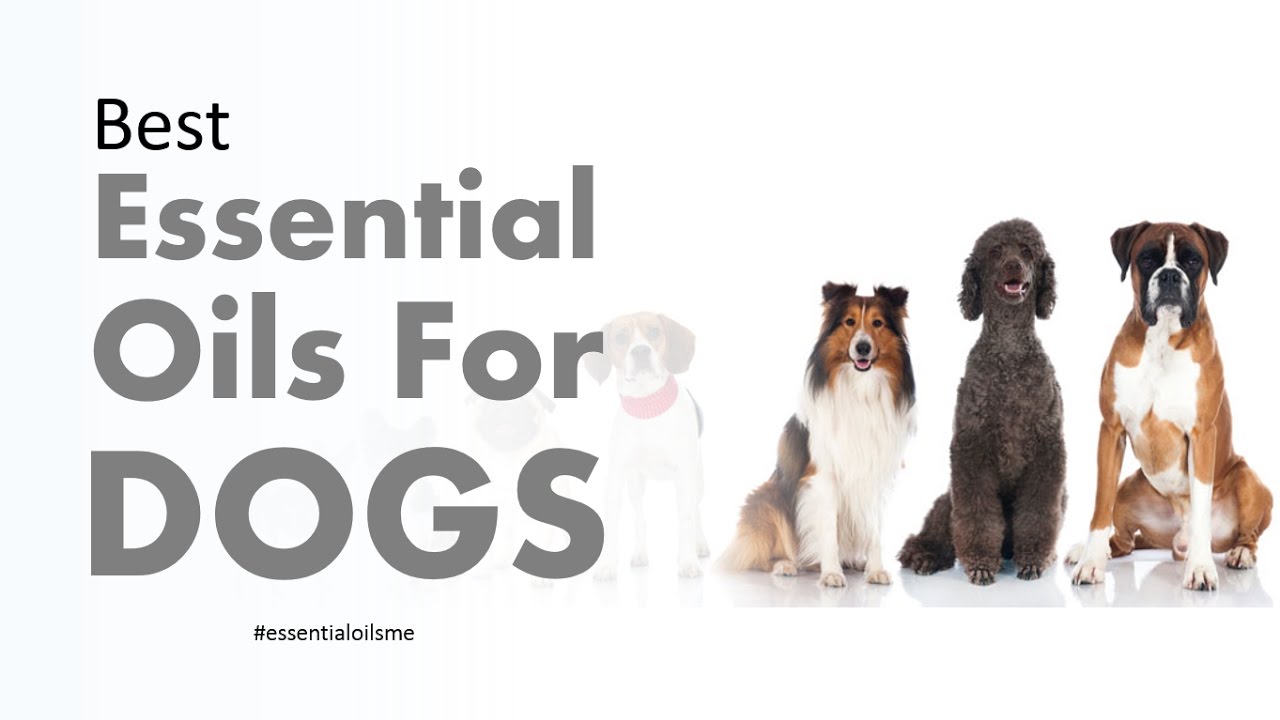 Best Essential Oils For Dogs YouTube