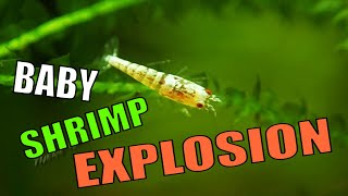 Baby Shrimp Explosion - Cherry Shrimp and Bee Shrimp