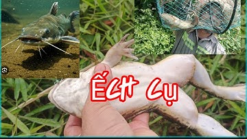 Thăm lờ dính cá lóc,cắm câu được ếch cụ và cá trê cả nhà ơi nhan ve chai tv