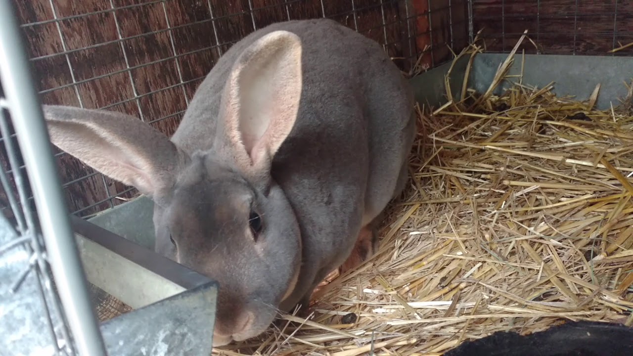 Rabbits for Fiber, Meat and Pelts YouTube