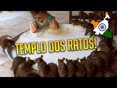 Vídeo: Ratos E Ratos Em Mitos E Lendas