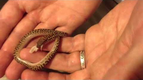 Antaresia Assist Feed