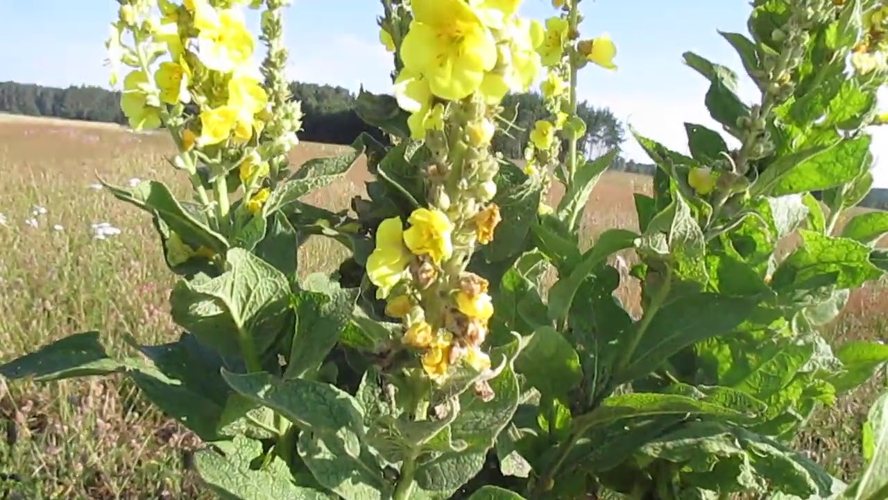 Die Königskerze/ hilft uns aufrechten Herzens mit aufgerichtetem Rückrat zu gehen🌿 Einfach Bianca
