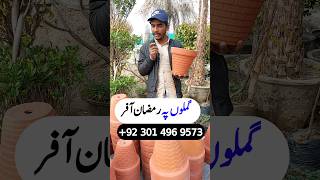 Ramadan Offer over Nursery Plants Pots 🪴 in Lahore | #pots #nurseryplants #plants #green #fruits