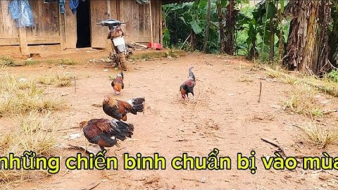 Qaib qus txuam ob 2026, gà rừng tơ f2 chuẩn bị vào mùa tới