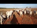 Vida no campo e assim so alegria depois de  muito trabalho xauuu brigadoooo.😀