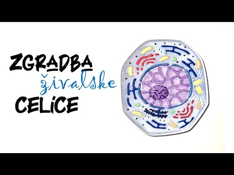 Zgradba (živalske) celice