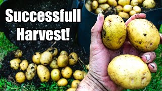 Grow Bag Potato Harvest