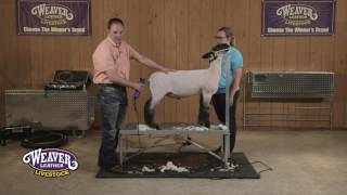 Show Sheep Shearing