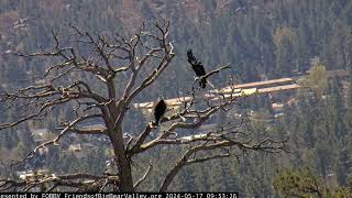 Fluff, 39 twigs and Cooper’s Hawk FOBBV CAM Big Bear Bald Eagle Live Nest Cam 1 / Wide View - Cam 2