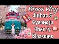 Korea Vlog | Jinhae and Gyeongju Cherry Blossoms