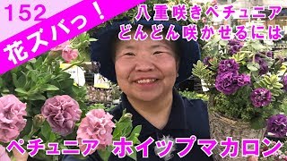 ペチュニアpetuniaホイップマカロン八重咲ペチュニアを次々咲かせるには プランツギャザリング作り方 花ズバっ 152旬の花とその使いかた紹介 花創人ガーデニング教室 Youtube