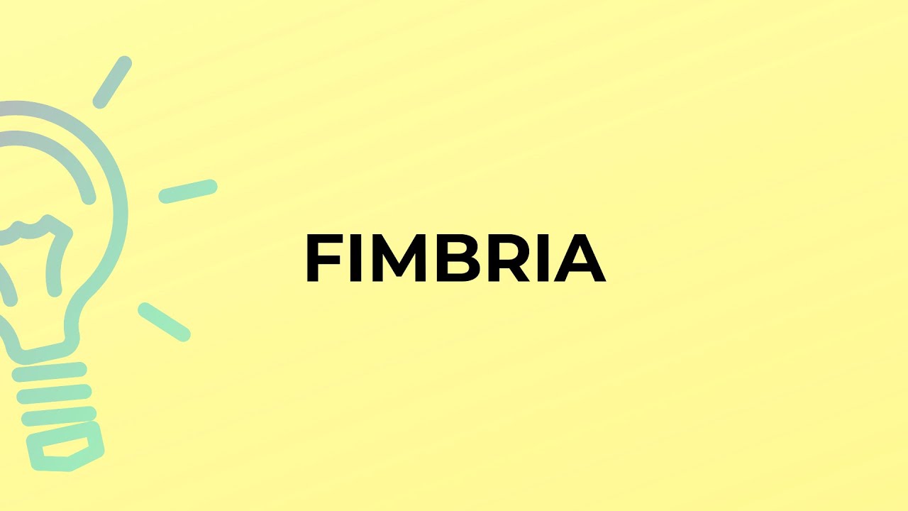 What is the meaning of the word FIMBRIA?