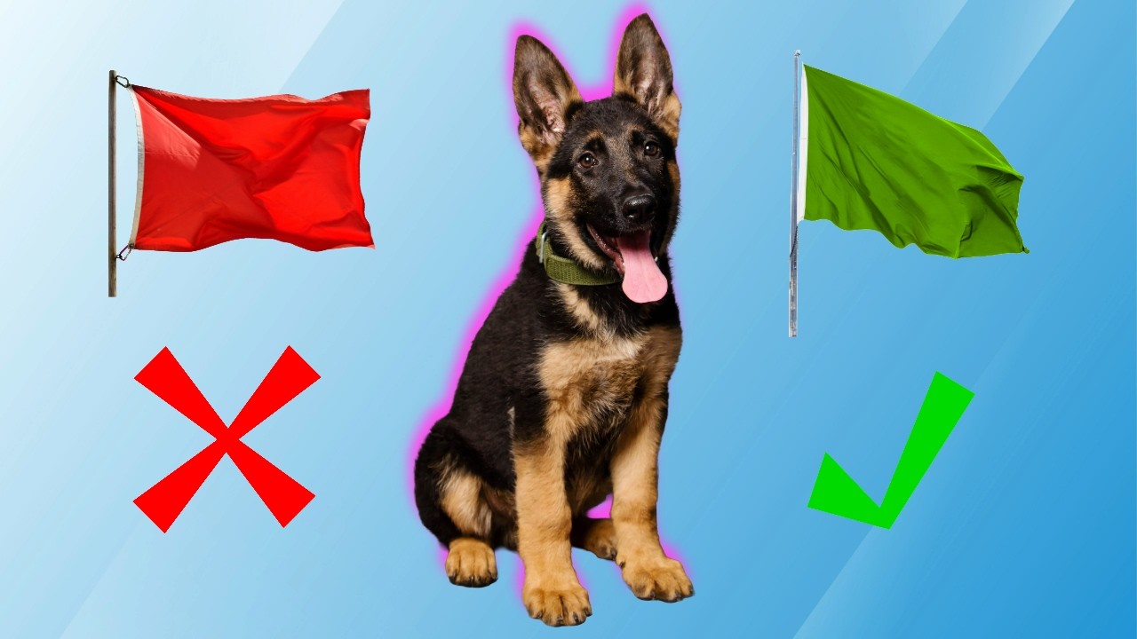Choosing a Breeder: RED & GREEN Flags