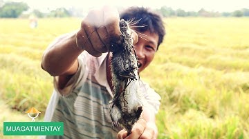 MGMienTay - BẮT CHUỘT ĐỒNG | XEM THANH NIÊN LẦY LỘI BẮT CHUỘT Ở MIỀN TÂY