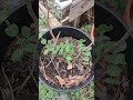Sugar snap Peas gets a companion friend: Who is that?