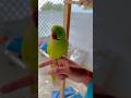 Cute parrot