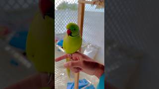 Cute parrot