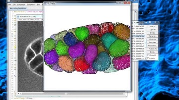 Tutorial LimeSeg 5 - C. Elegans embryo segmentation example.