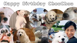 【祝♡】超大型犬が５歳に♪あとせめて３年は生きてほしいと願うのは欲張りでしょうか？｜グレートピレニーズ&オールドイングリッシュシープドッグ&トイプードル