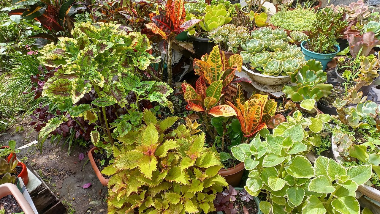 Atualização das plantas de vasos de folhagens coloridas.  Parte 2.