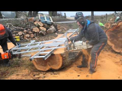 milling elm tree