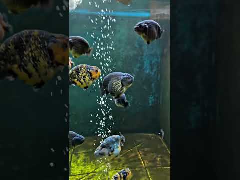 golden fish tank